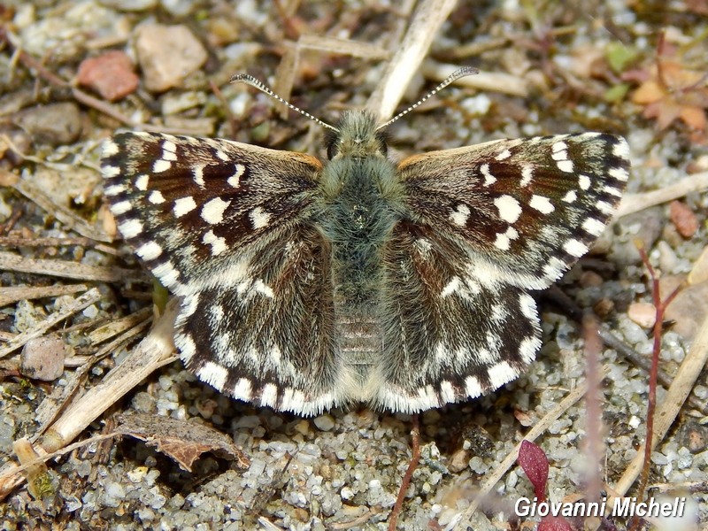 Esemplari di Pyrgus da identificare - Tutti Pyrgus malvoides